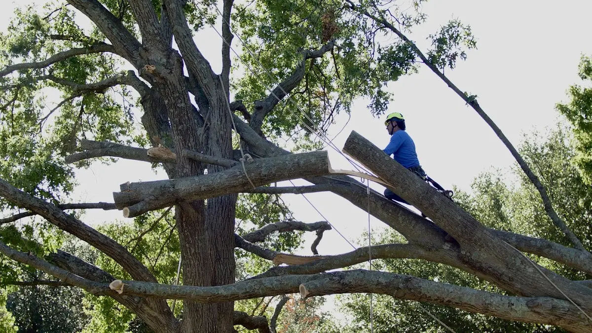 Professional Hazardous Tree Removal performed by certified arborists in Tivoli
