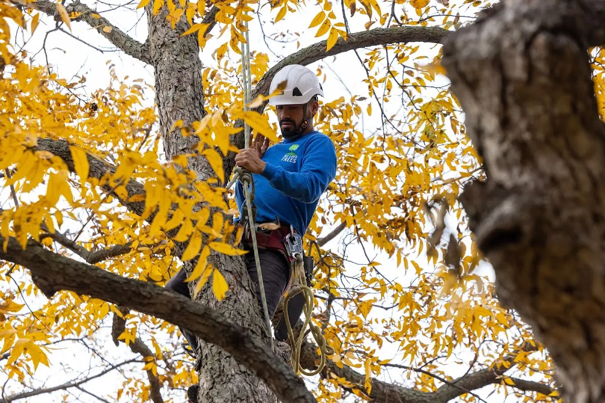 Skilled Tree Pruning crew working in Tivoli