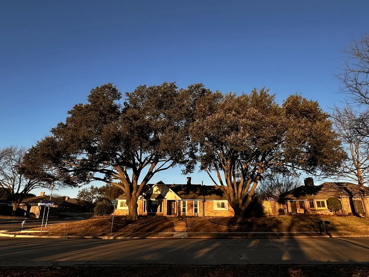 Established residential canopy tree shading a home in Tivoli